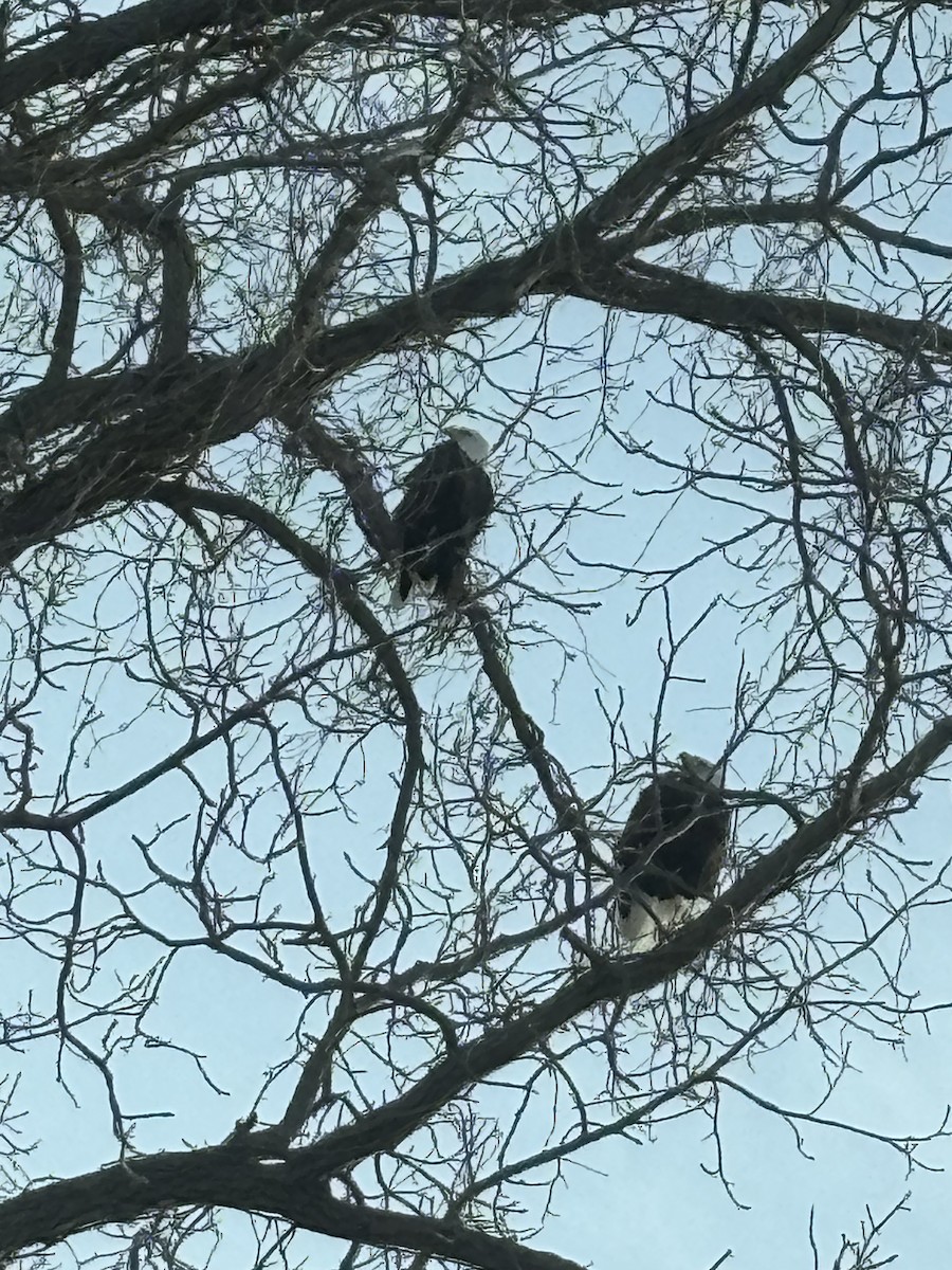 Орлан білоголовий - ML646933042