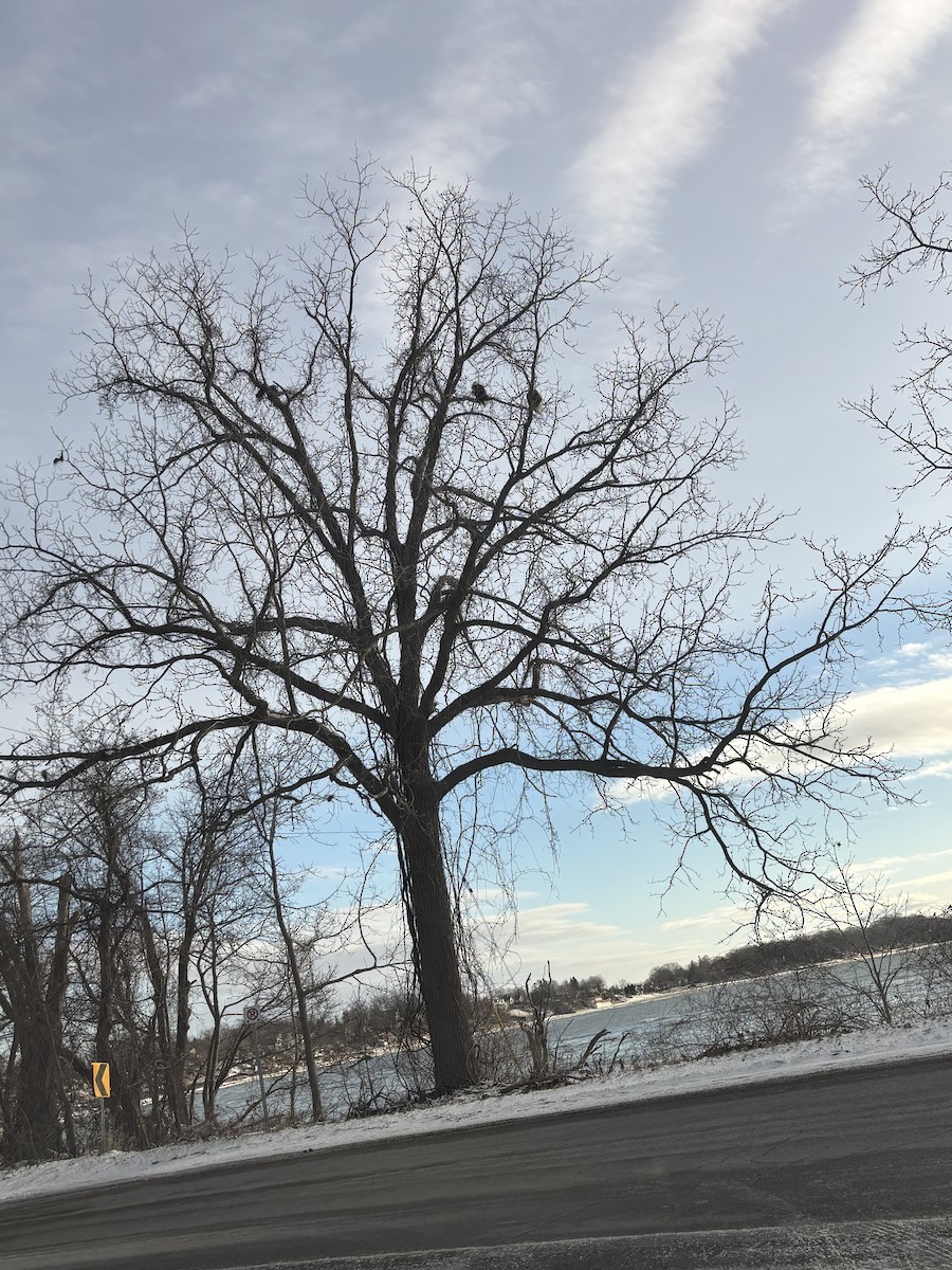 Орлан білоголовий - ML646933043