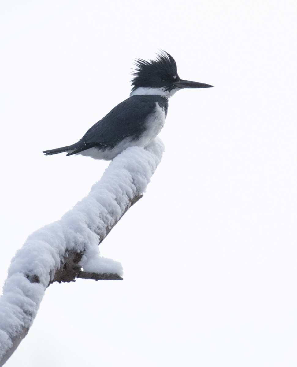 belteisfugl - ML646933044