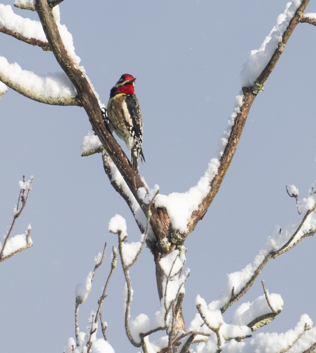 kanadasevjespett - ML646933052