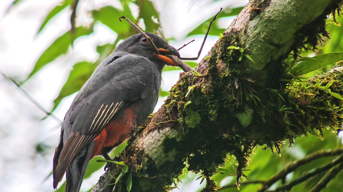 Slaty-tailed Trogon - ML646933056