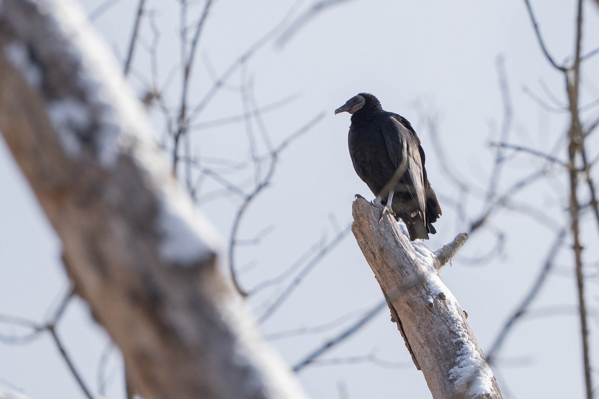 Black Vulture - ML646933059