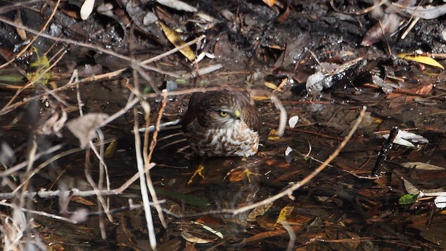 Яструб неоарктичний - ML646933060