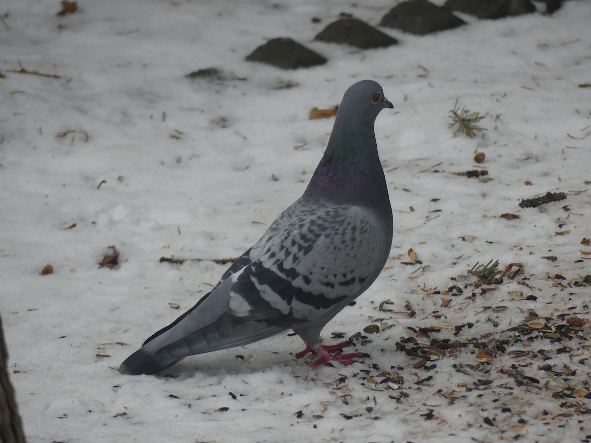 Rock Pigeon (Feral Pigeon) - ML646933063
