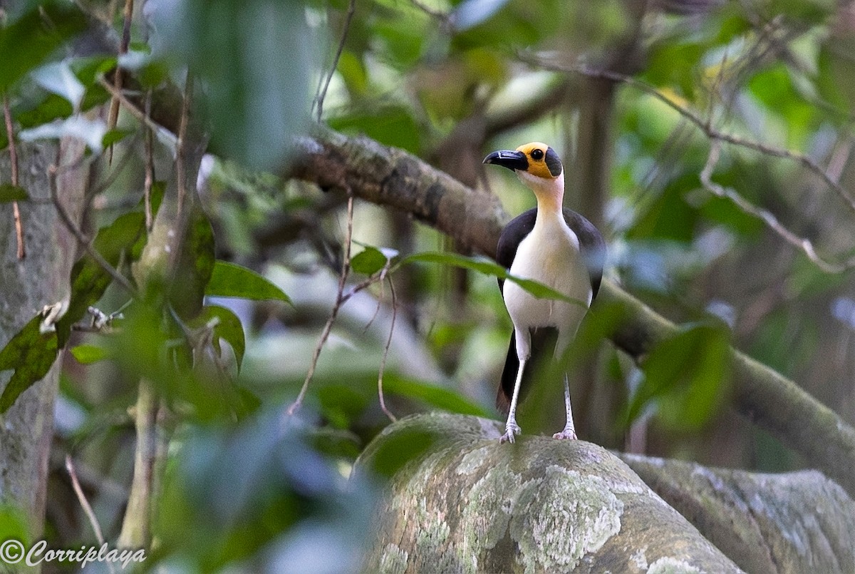 White-necked Rockfowl - ML646933067