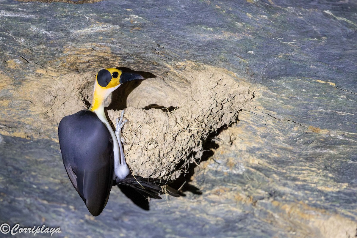 White-necked Rockfowl - ML646933068