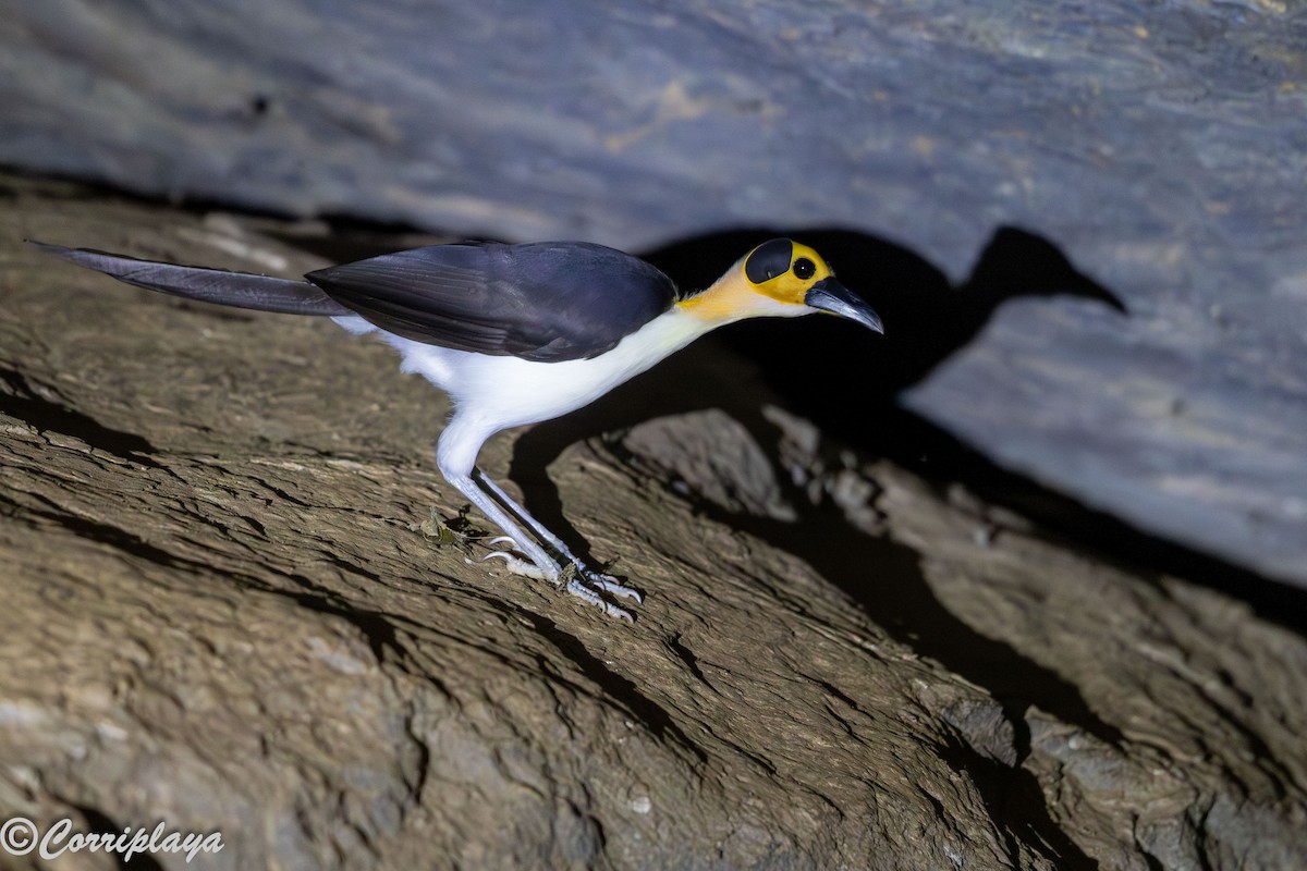 White-necked Rockfowl - ML646933069
