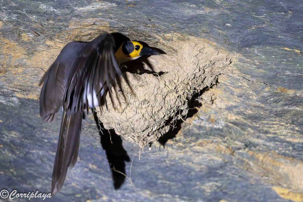 White-necked Rockfowl - ML646933070