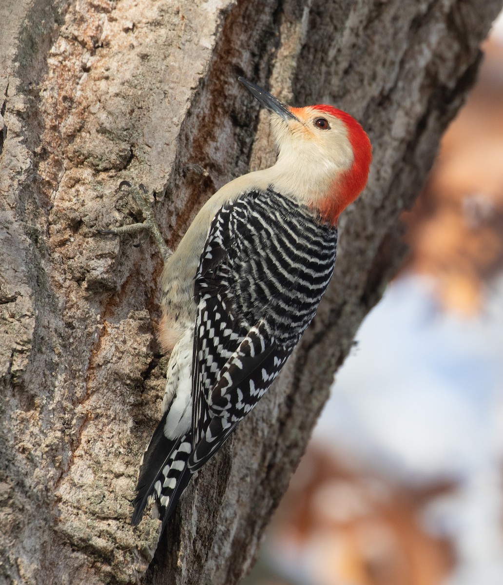 lundspett - ML646933075