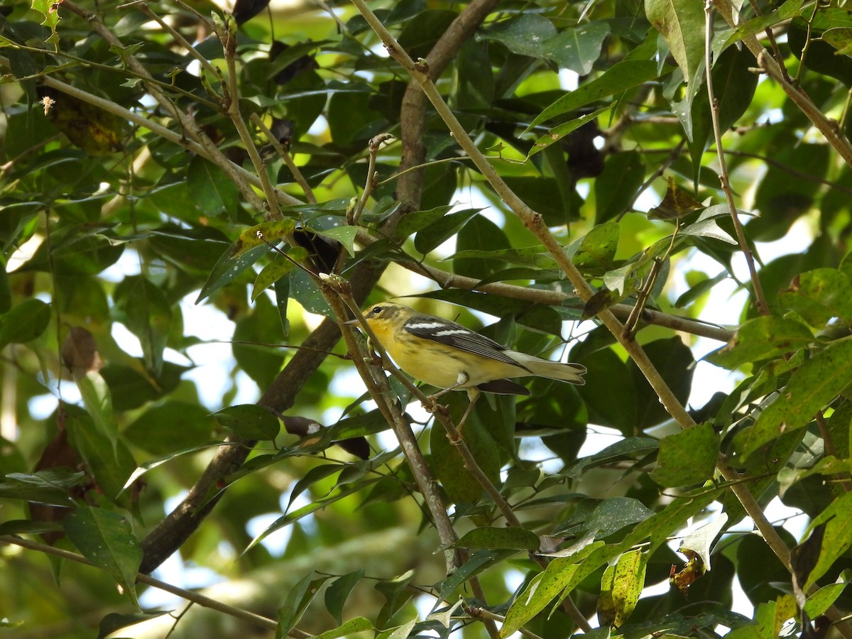 Blackburnian Warbler - ML646933076