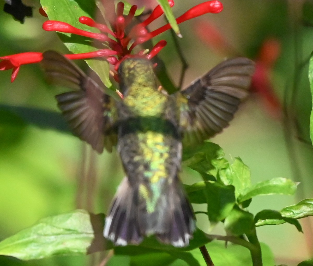 Ruby-throated Hummingbird - ML646933089