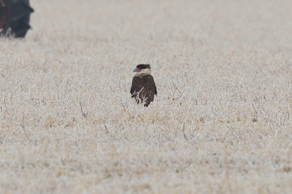 Tepeli Karakara (cheriway) - ML646933090