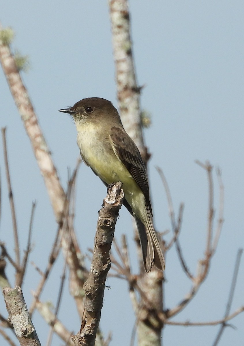 gråfibi - ML646933091