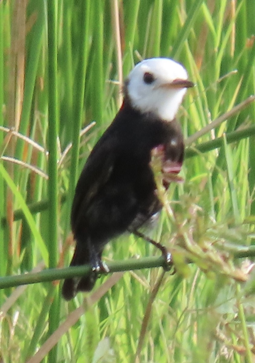 White-headed Marsh Tyrant - ML646933092
