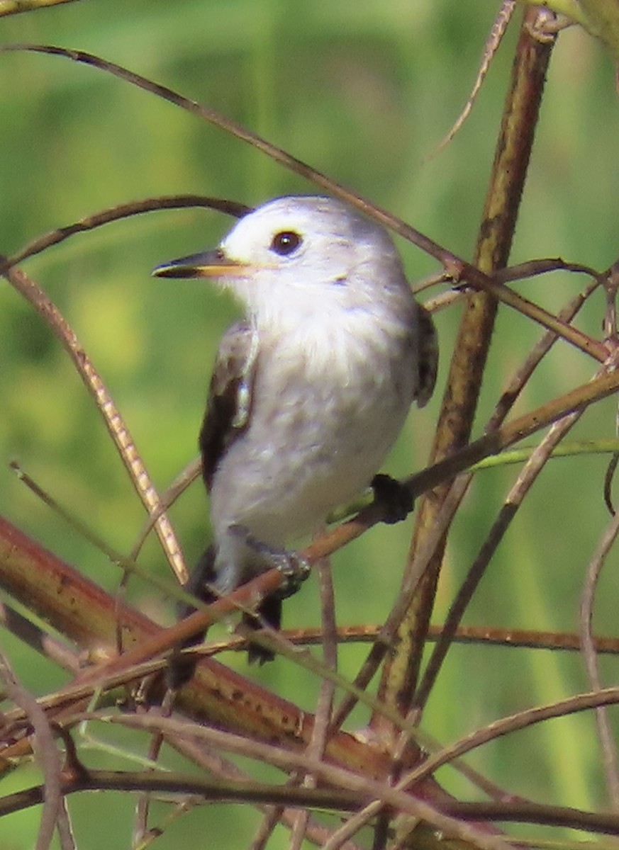 White-headed Marsh Tyrant - ML646933093
