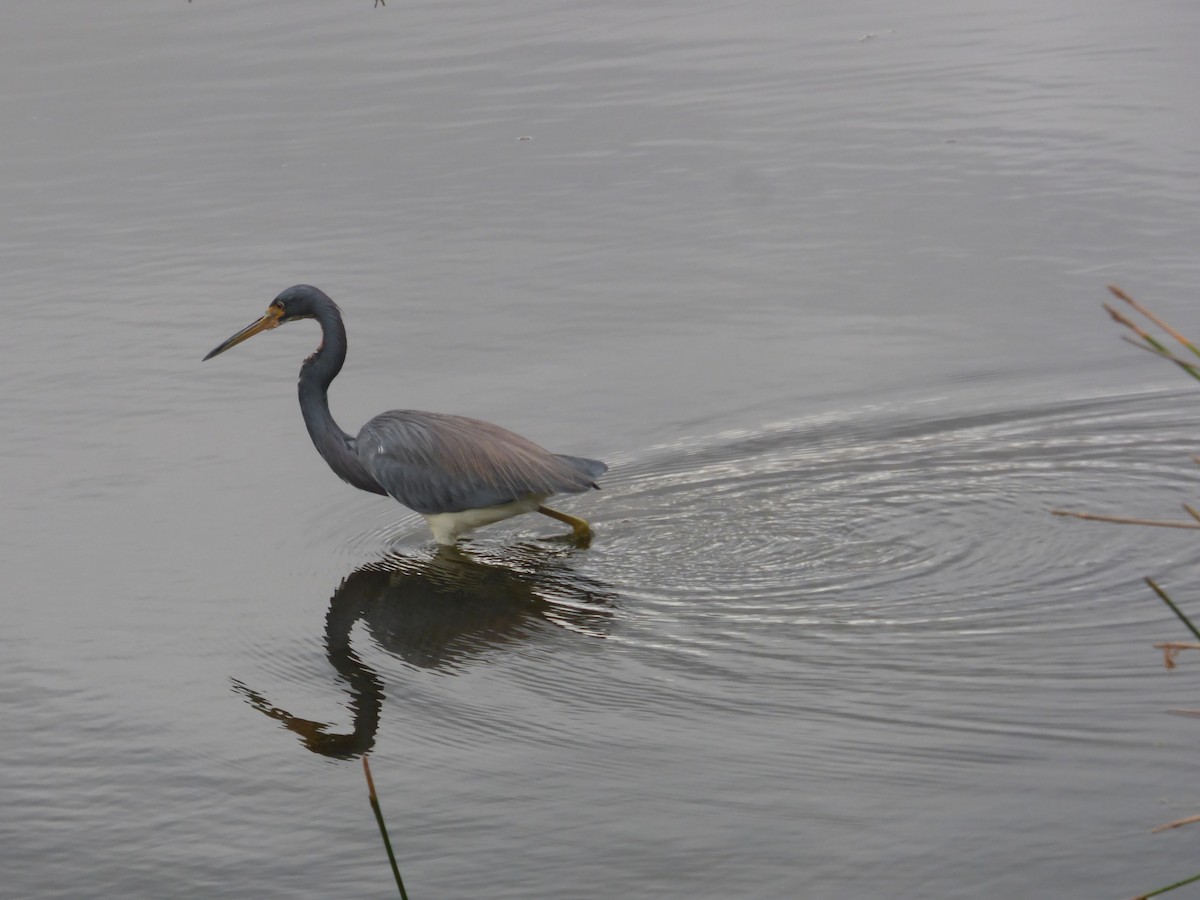 prakthegre - ML646933095