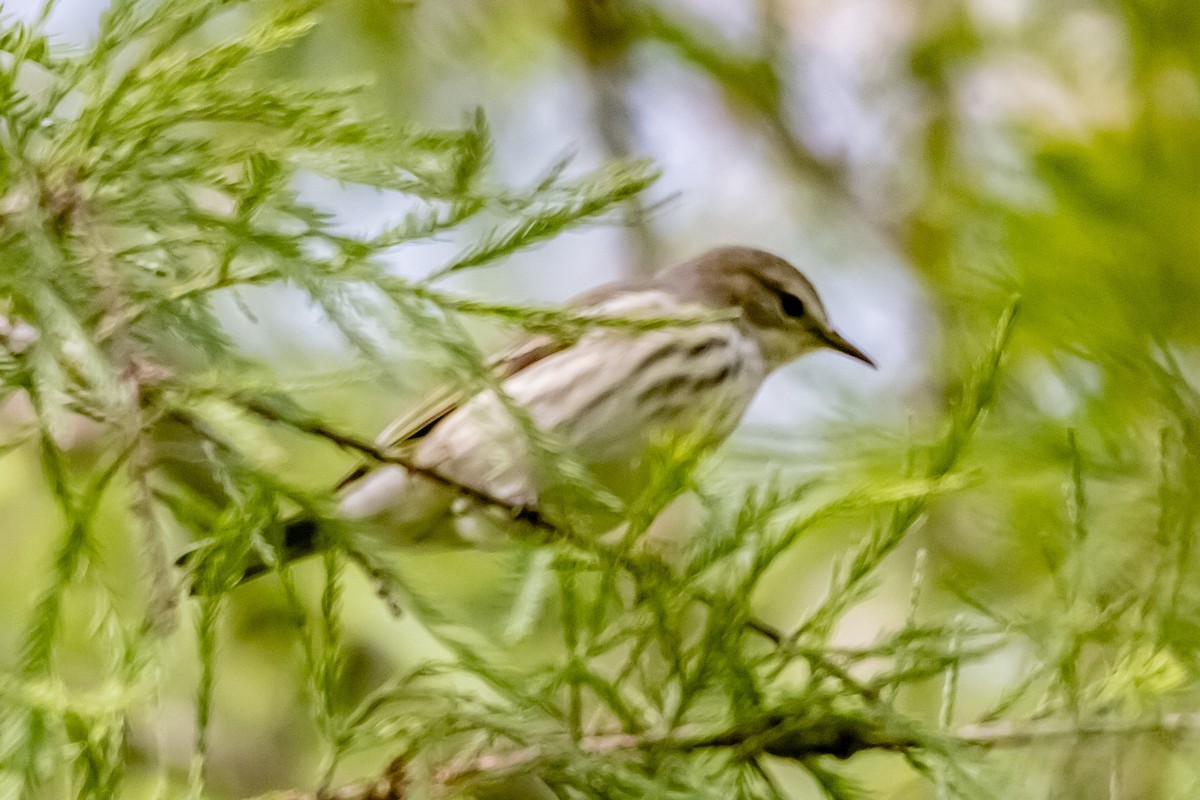 Cape May Warbler - ML646933097