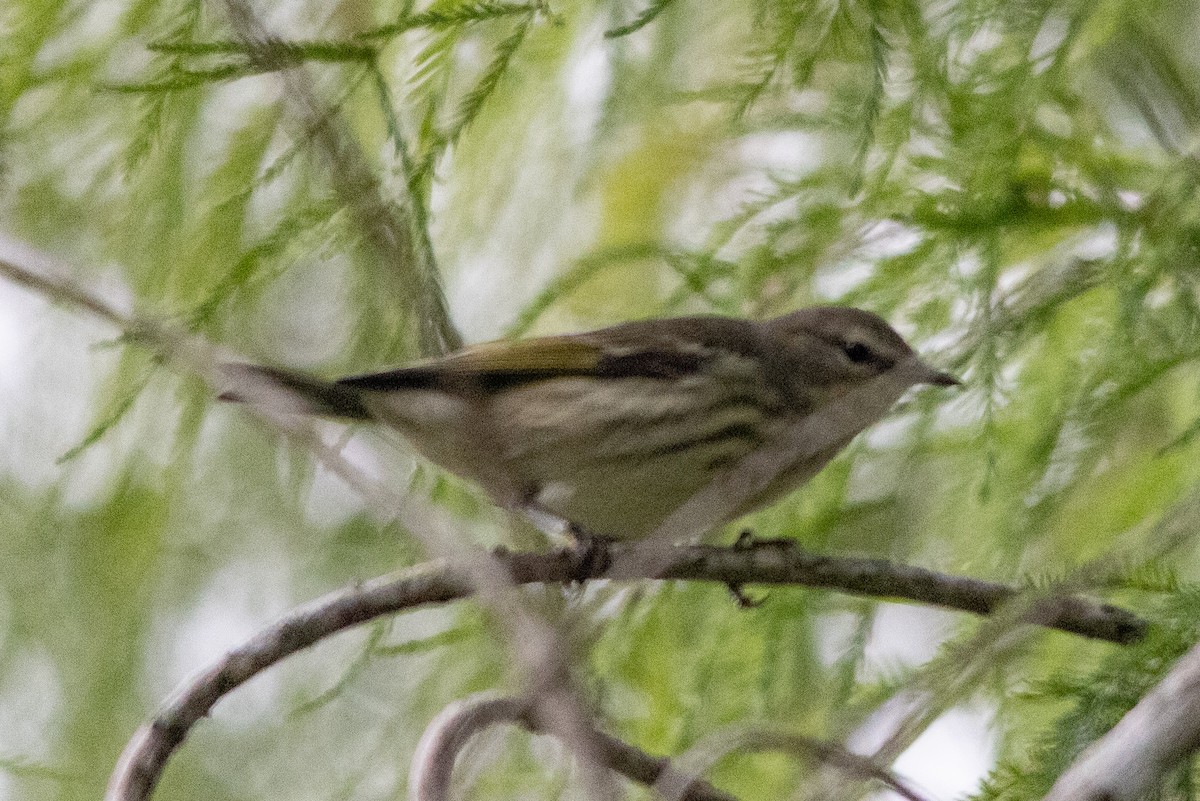 Cape May Warbler - ML646933098