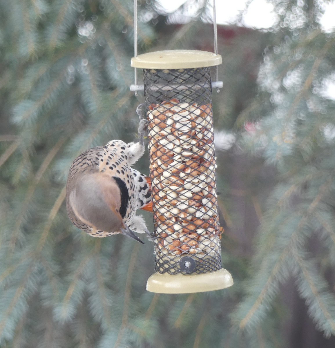 Northern Flicker - ML646933099