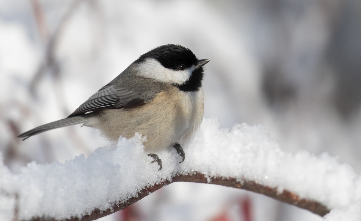 karolinameis - ML646933103