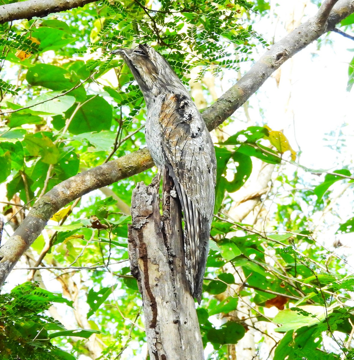 Mexikotagschläfer - ML646933105