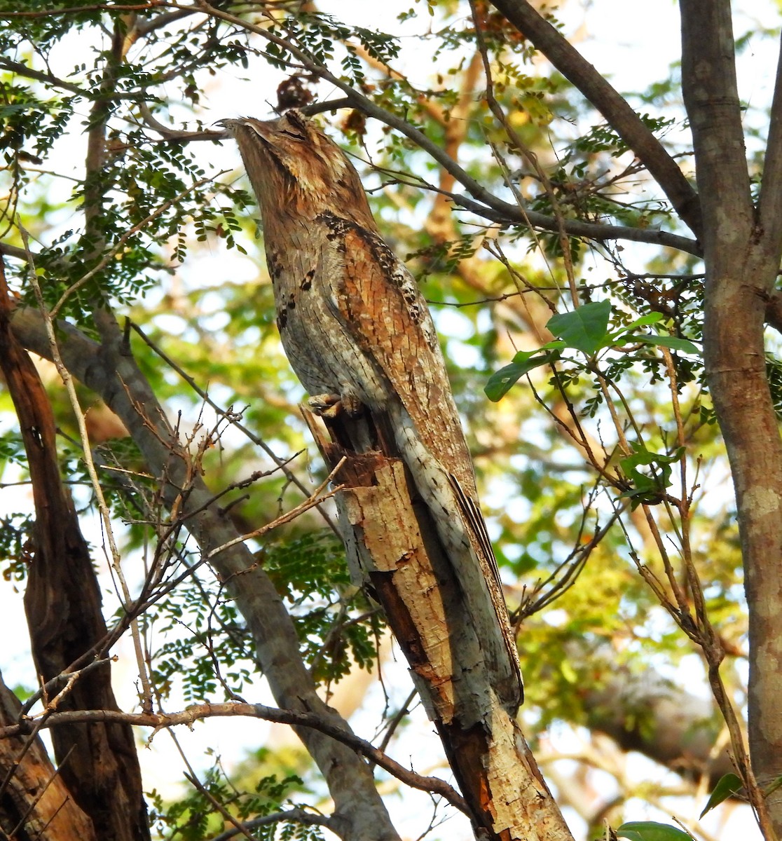 Mexikotagschläfer - ML646933106