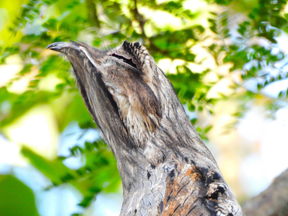 Mexikotagschläfer - ML646933107