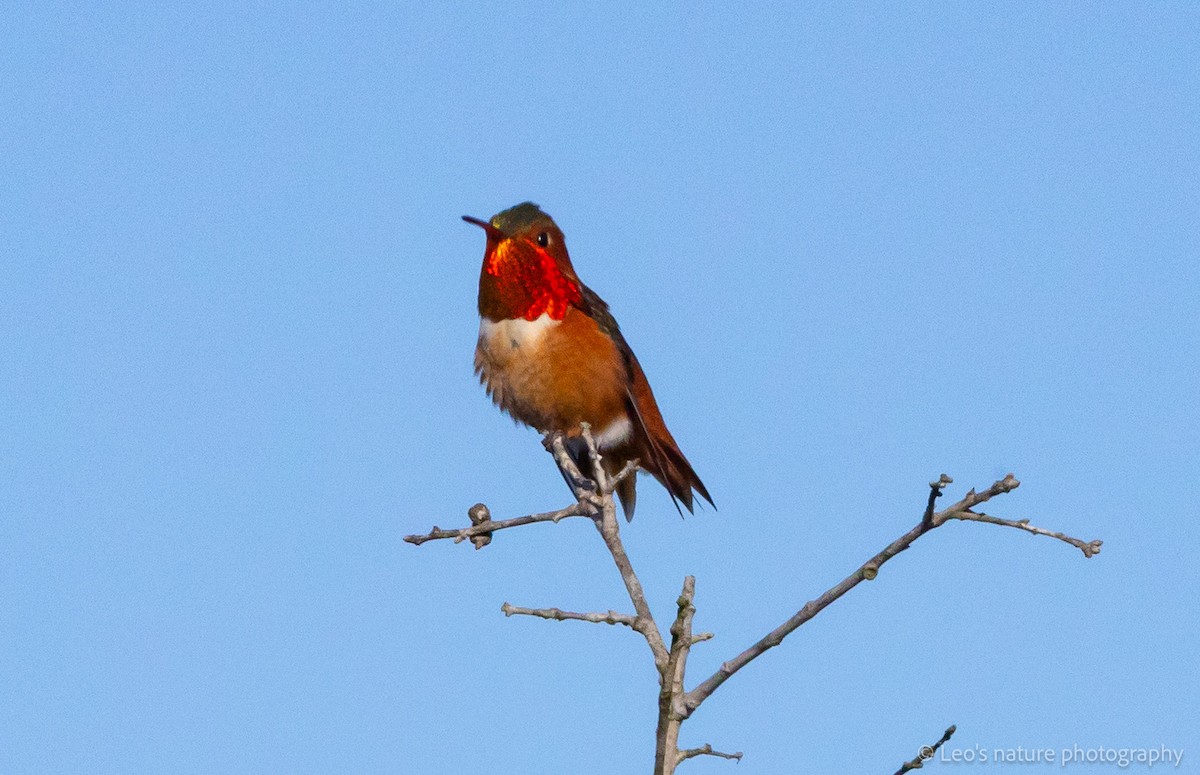 Allen's Hummingbird - ML646933113