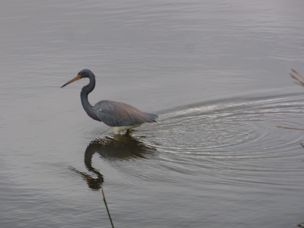 prakthegre - ML646933114