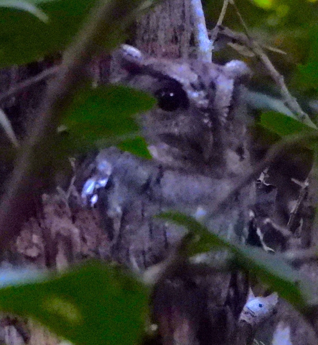 Pacific Screech-Owl - ML646933116