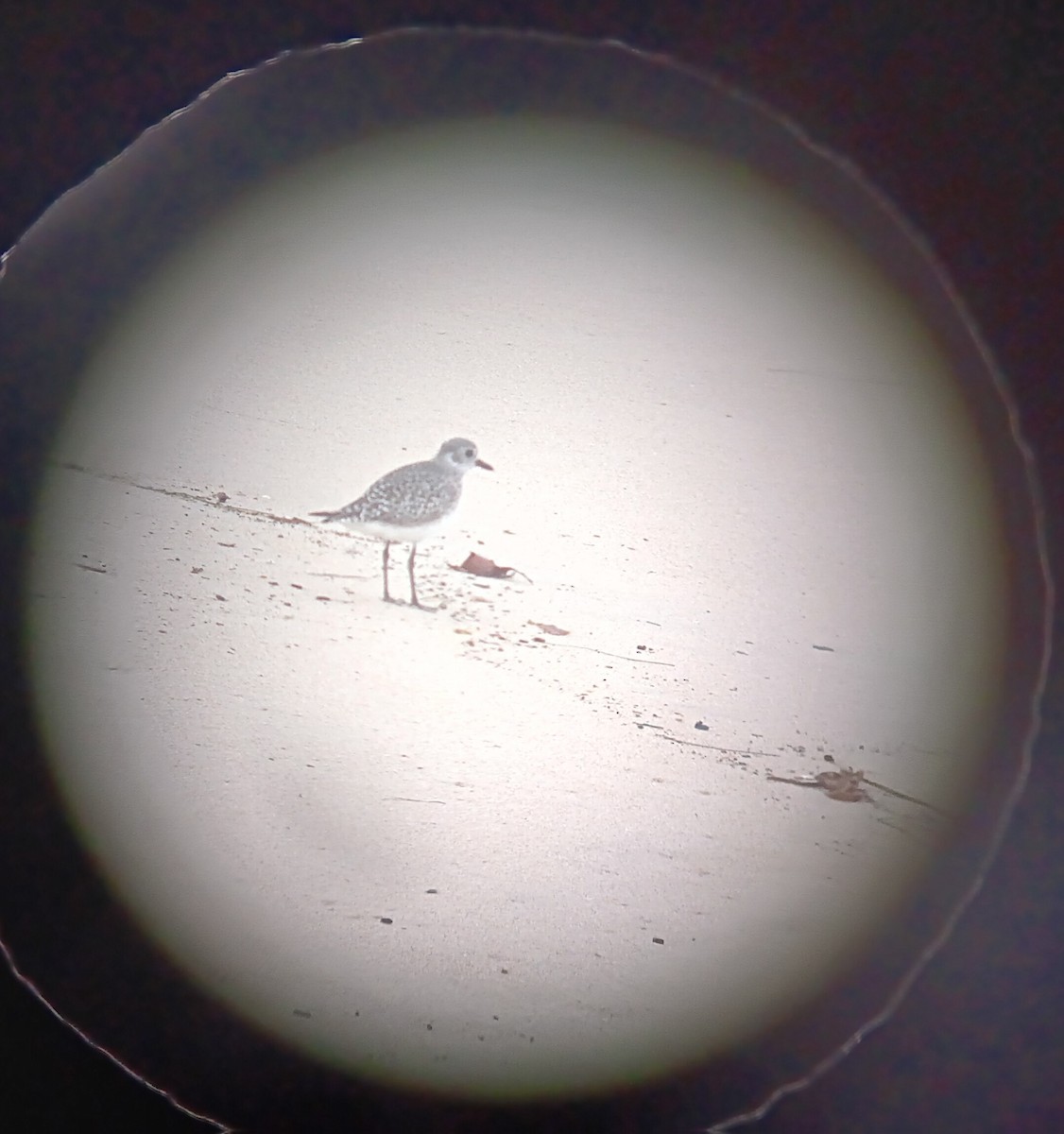 Gümüş Yağmurcun - ML646933123