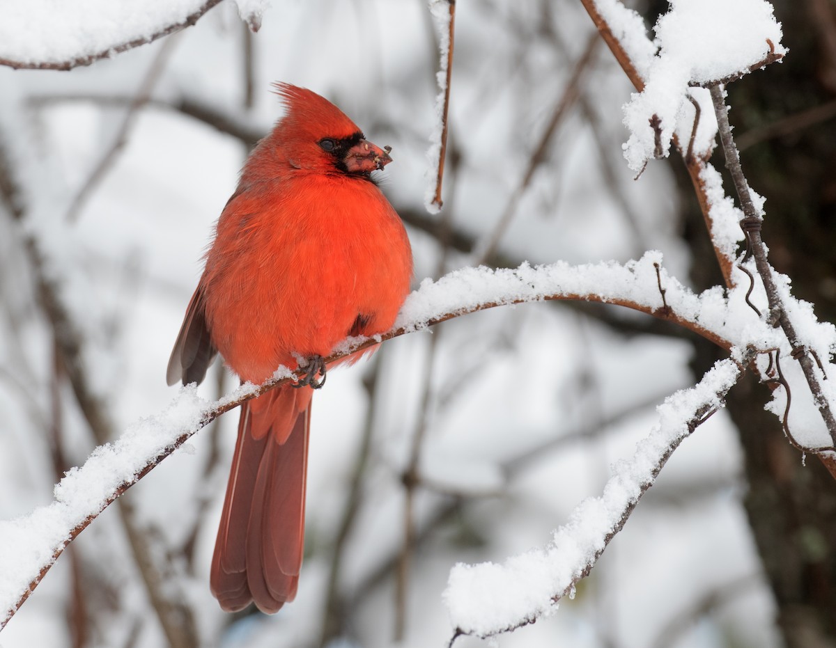 rødkardinal - ML646933124