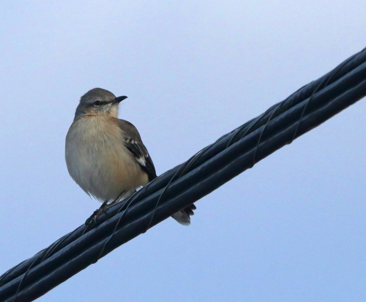 Northern Mockingbird - ML646933126