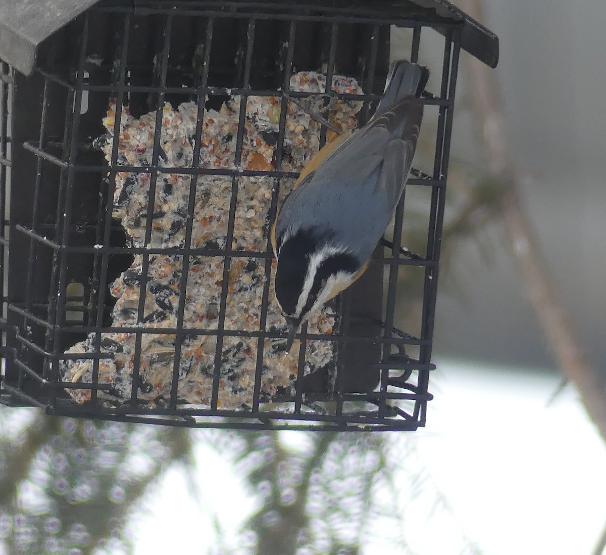Red-breasted Nuthatch - ML646933130