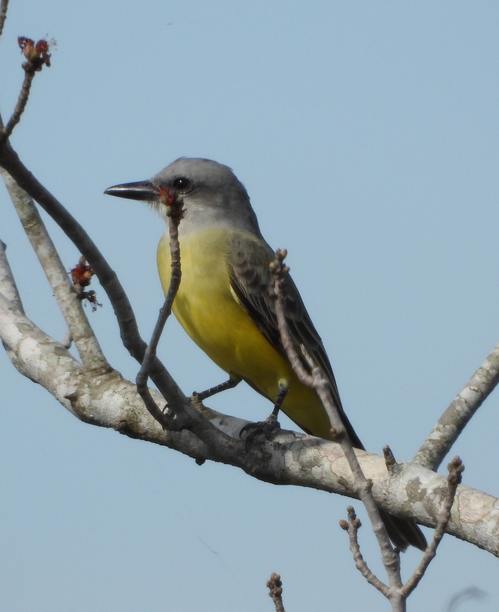 tropekongetyrann - ML646933150