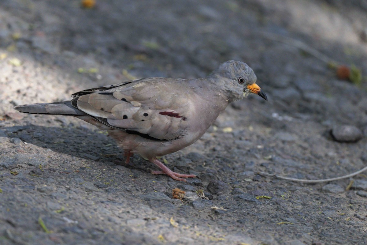 Croaking Ground Dove - ML646933156