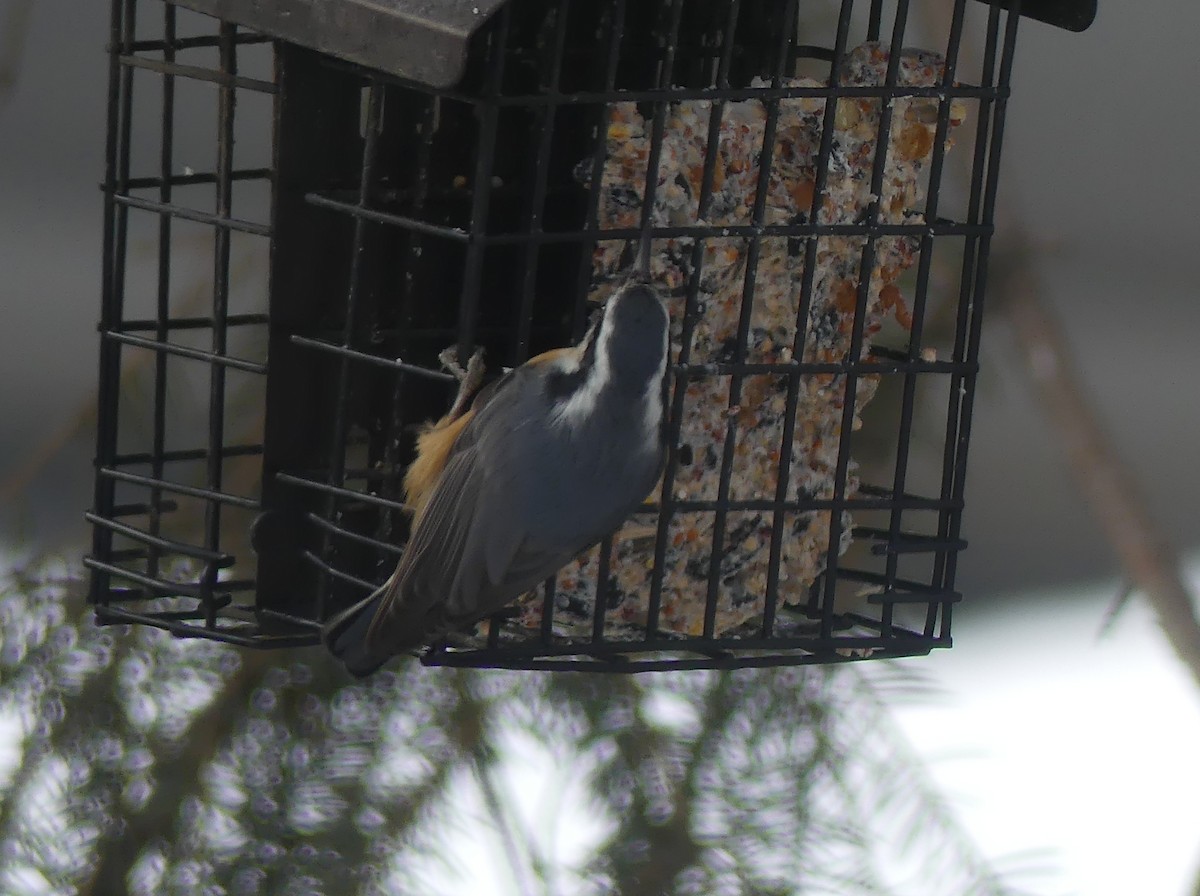 Red-breasted Nuthatch - ML646933158