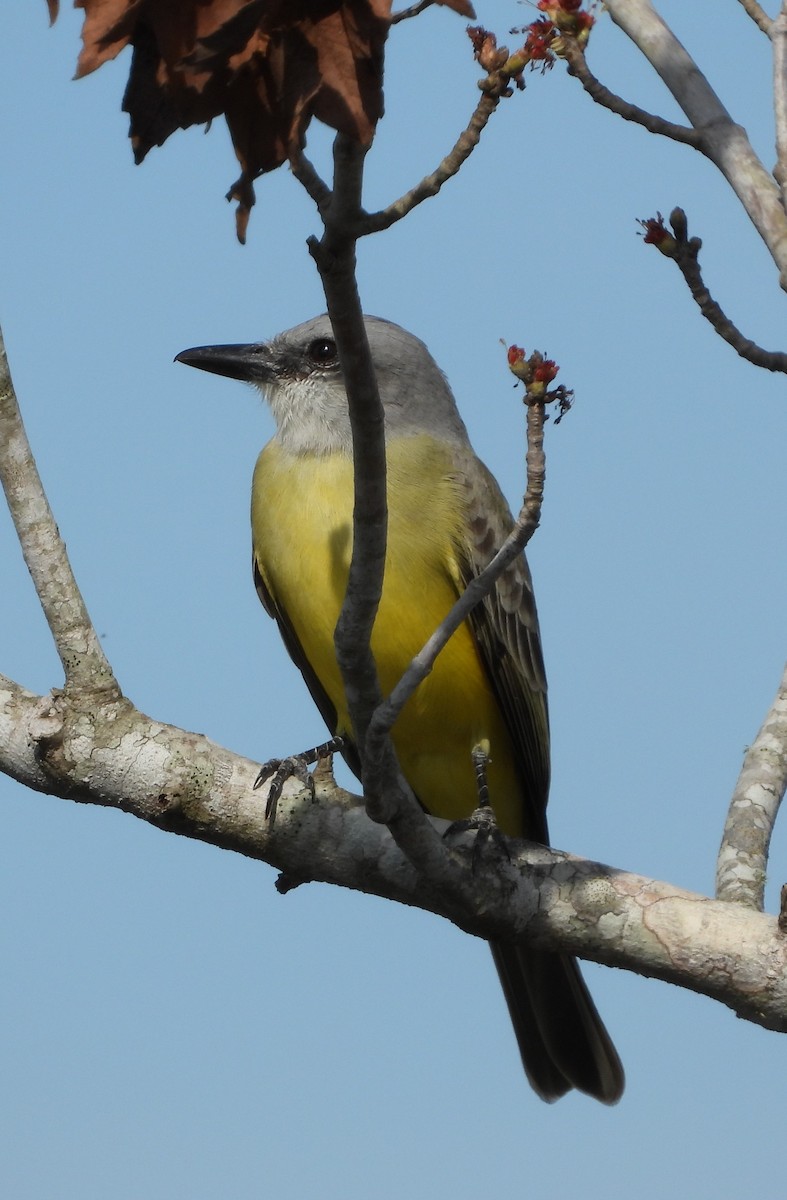 tropekongetyrann - ML646933160