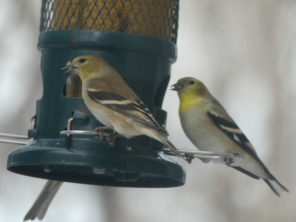 American Goldfinch - ML646933171