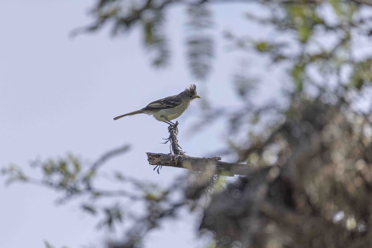 Yellow-bellied Elaenia - ML646933172