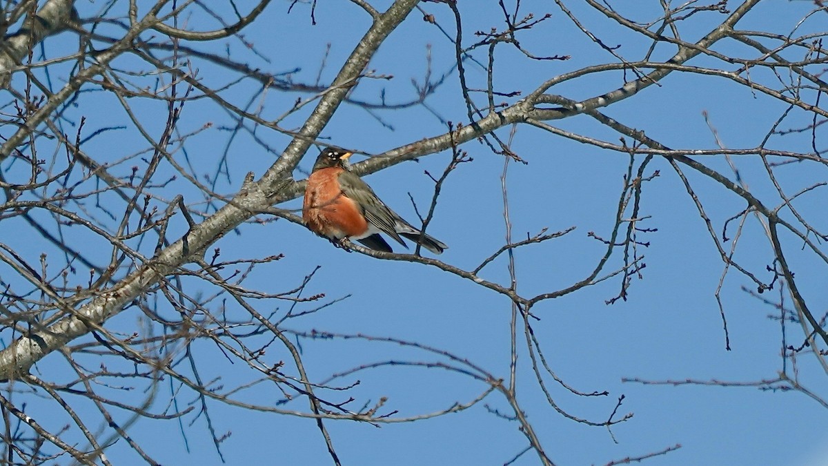 American Robin - ML646933174