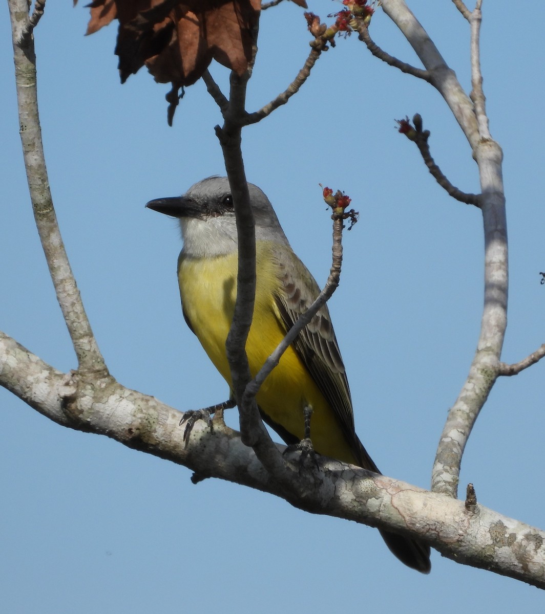 tropekongetyrann - ML646933175