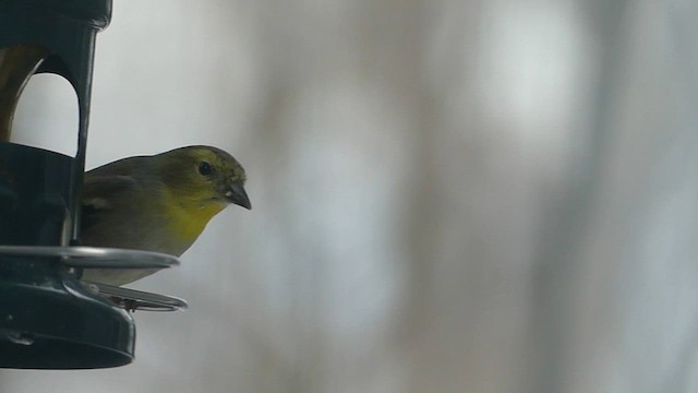 American Goldfinch - ML646933176