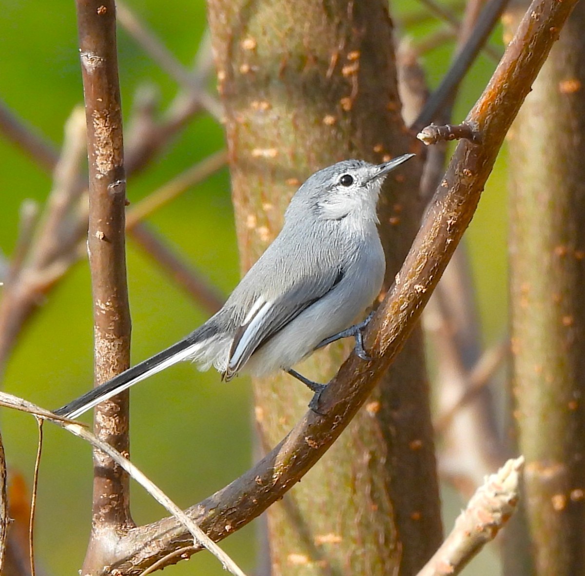 ホオジロズグロブユムシクイ - ML646933182