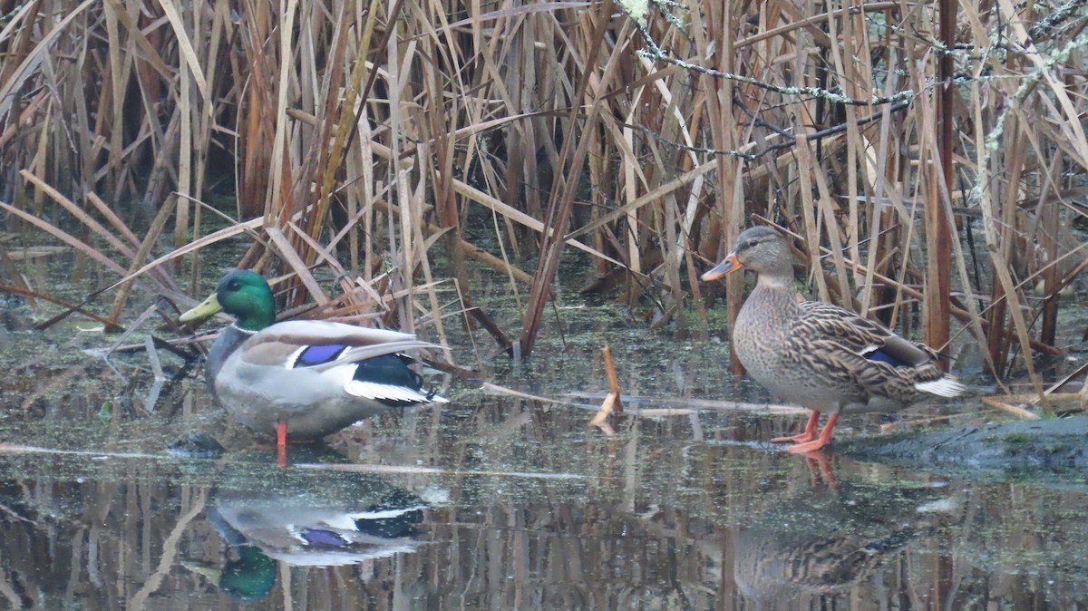 Basahatea - ML646933184