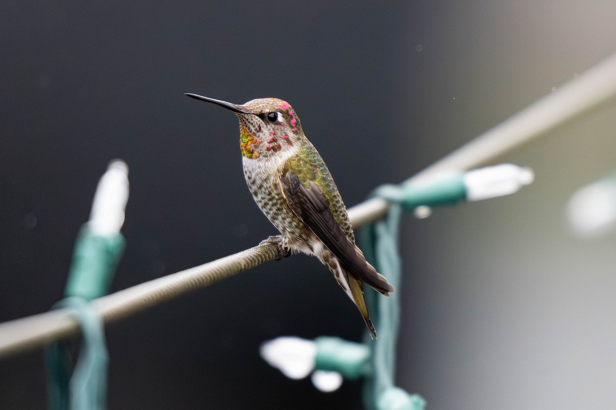 Anna's Hummingbird - ML646933195