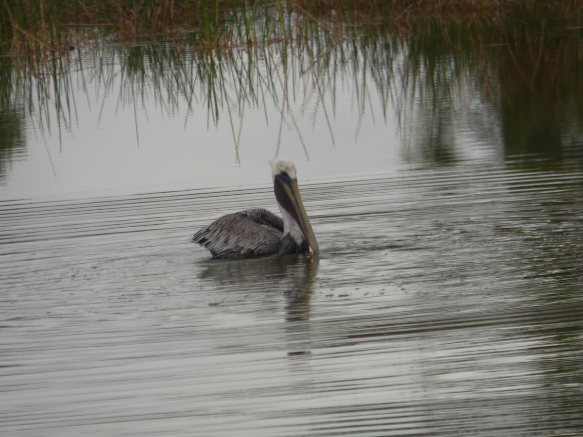 brunpelikan - ML646933199