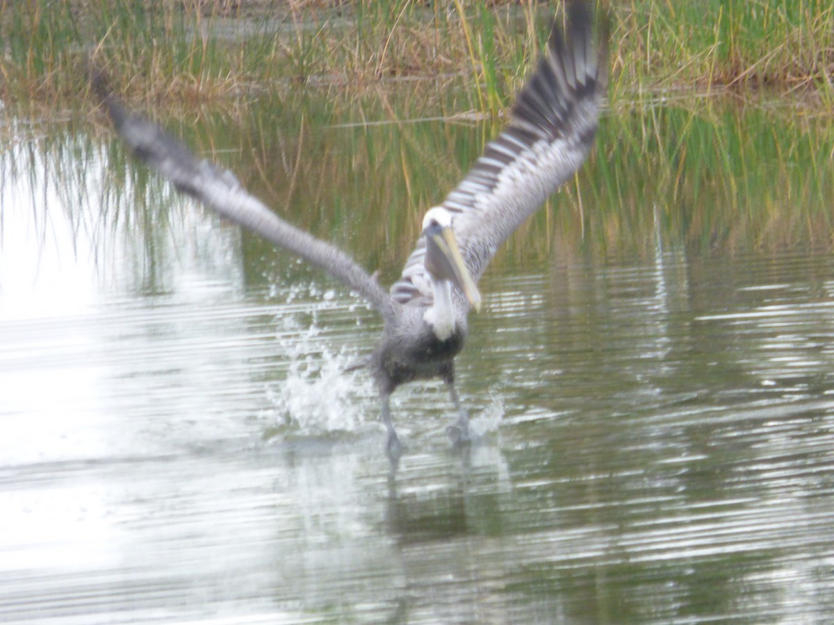 brunpelikan - ML646933205