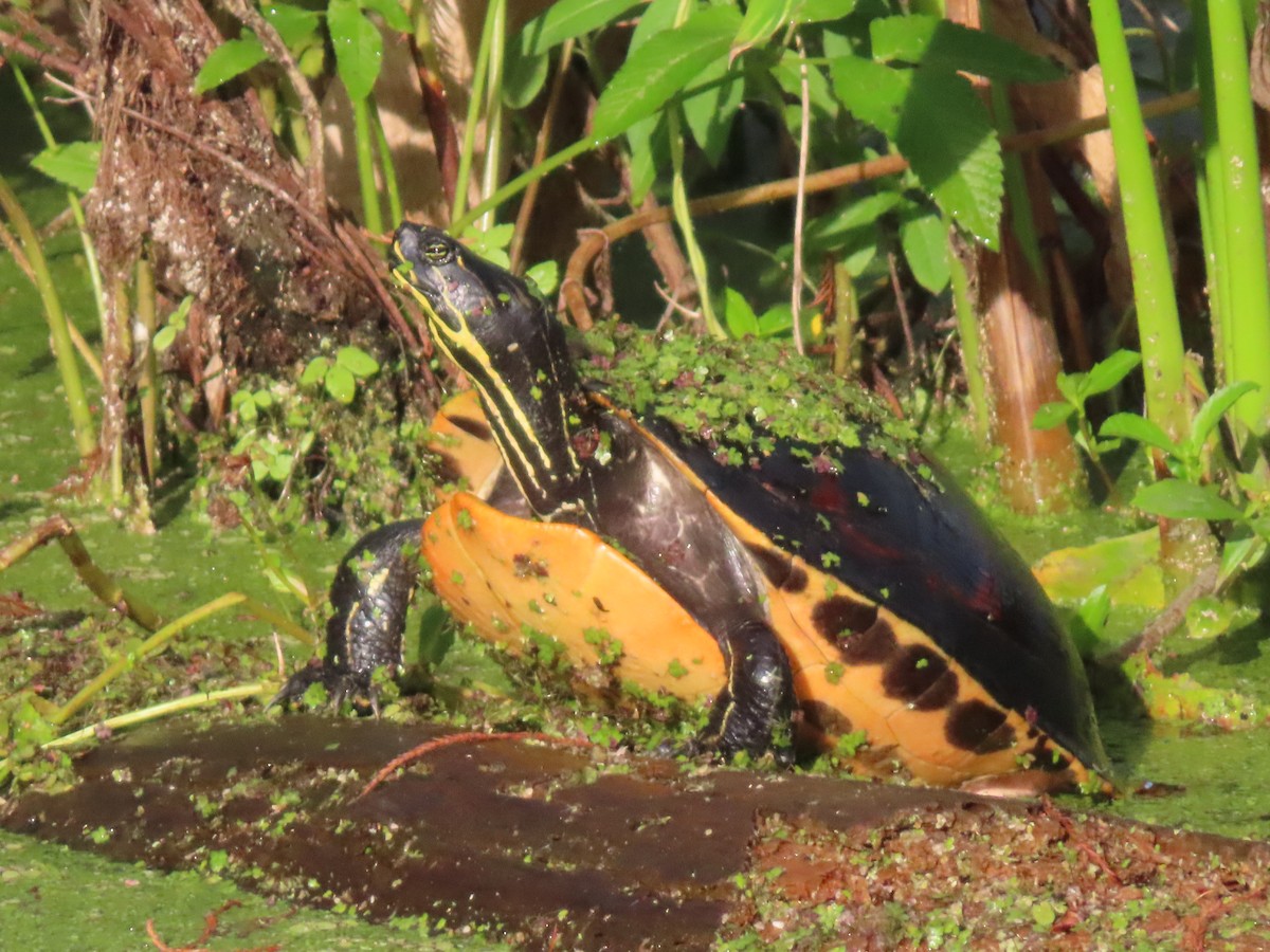 Animals - ML646933207