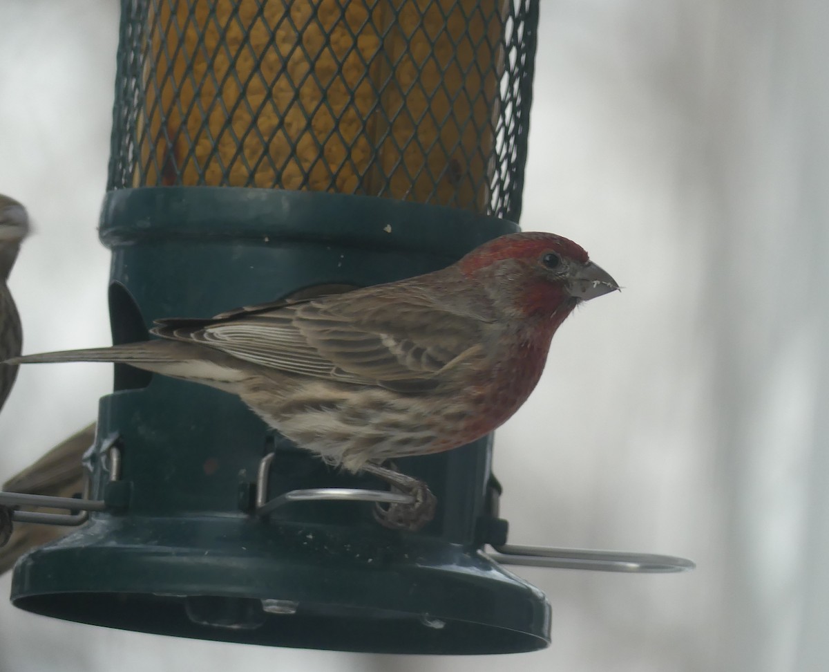 House Finch - ML646933208